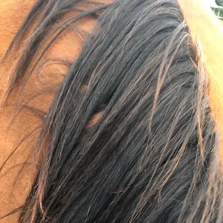 De Solama Avec Balleville