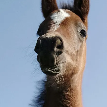 De Solama Avec * Balleville