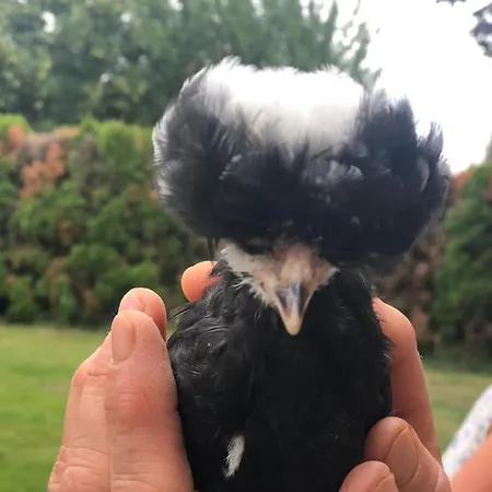 De Solama Avec * Balleville