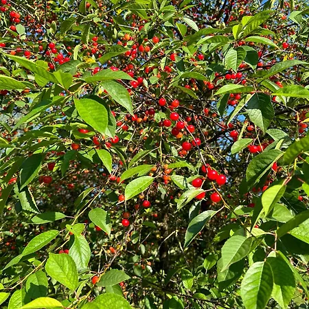 Landsted De Solama Avec Balleville