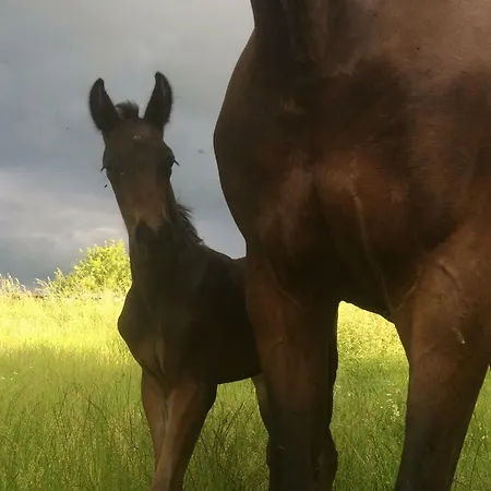 منزل ريفي De Solama Avec *