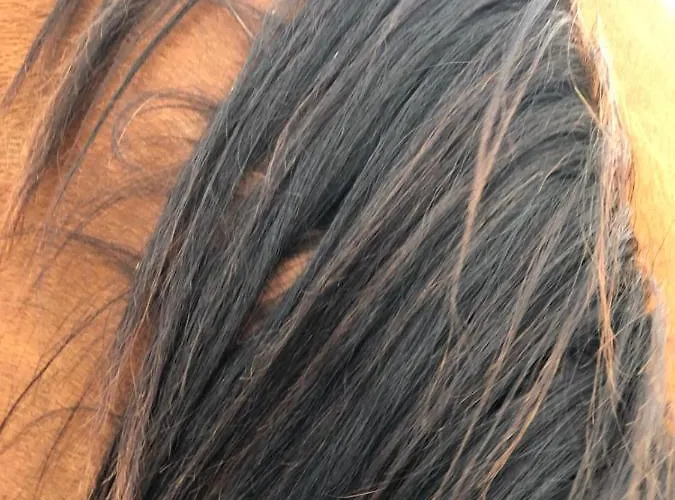 De Solama Avec Balleville