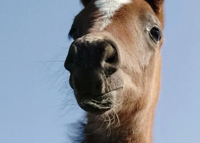 De Solama Avec * Balleville