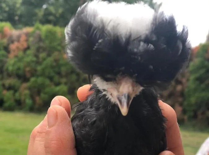 De Solama Avec * Balleville