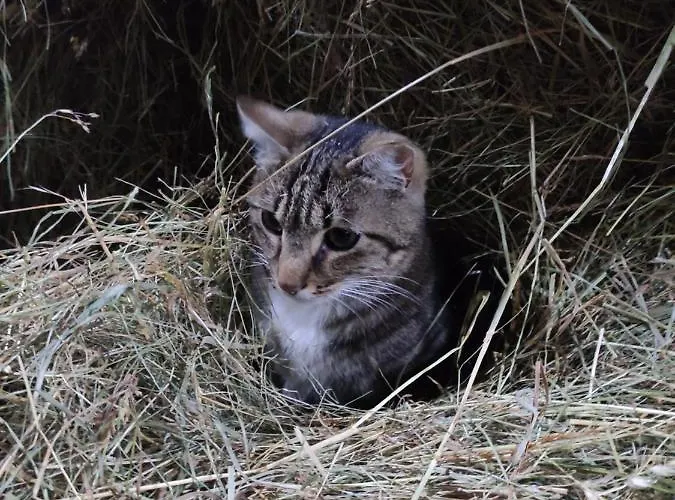 Landhuis De Solama Avec