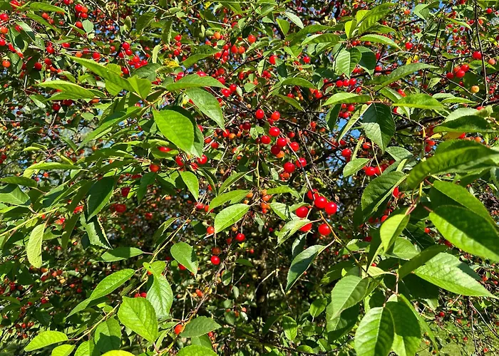 Landhuis De Solama Avec Balleville