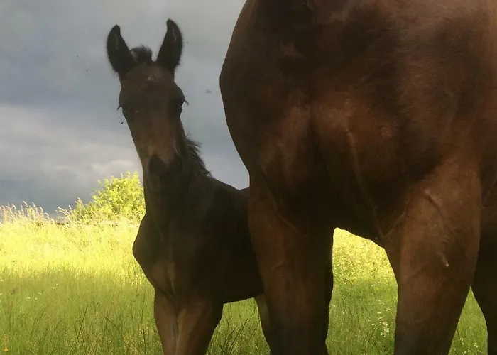 Landhuis De Solama Avec *